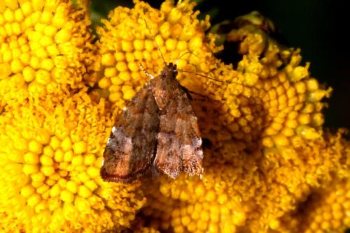 Choreutis pariana